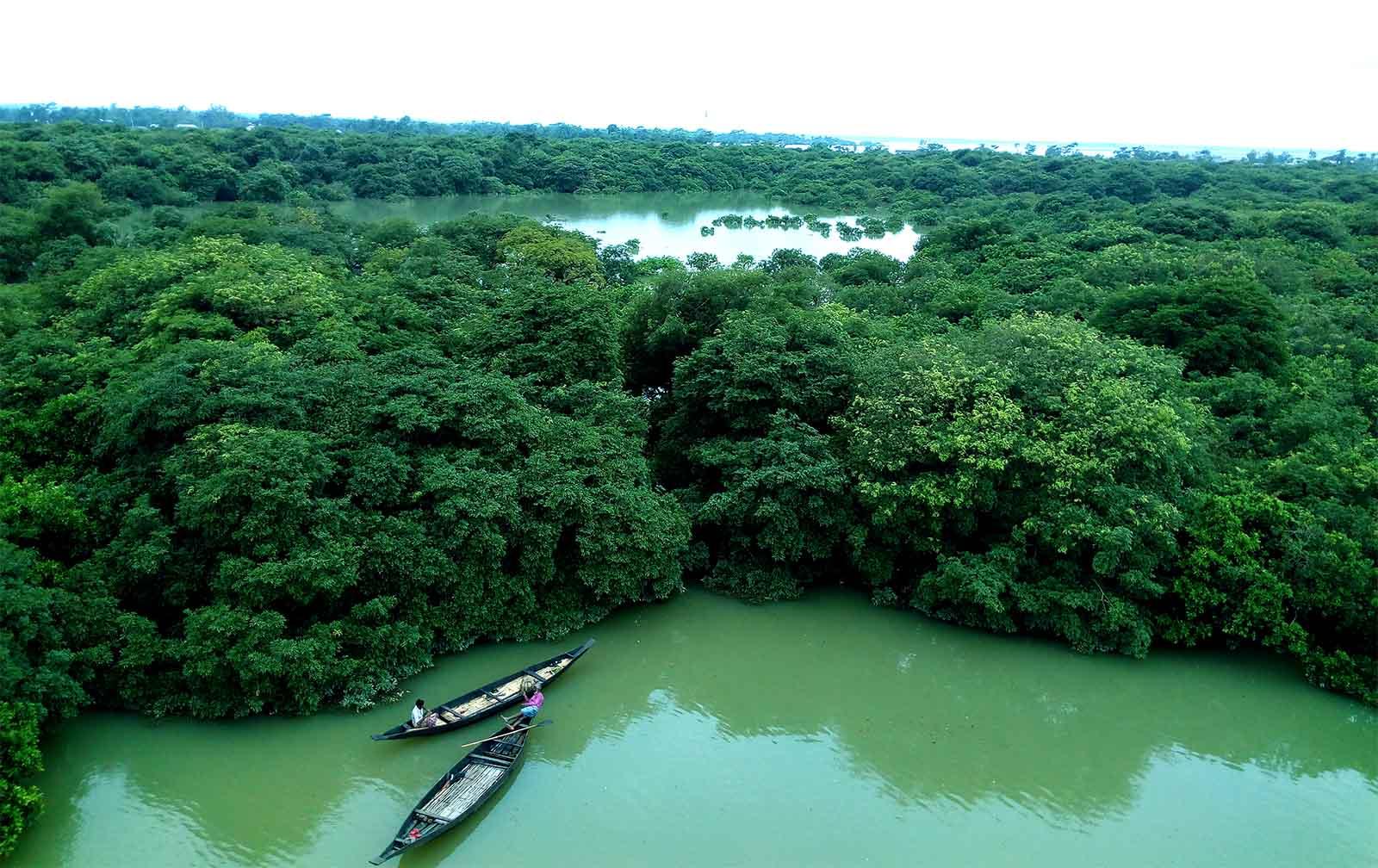 Ratargul Swamp Forest in Sylhet, Bangladesh